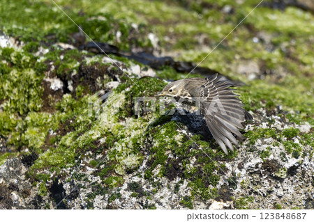 Tahi Bali Tahi Bali 123848687