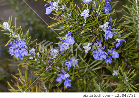 Rosemary Rosemary 123848751