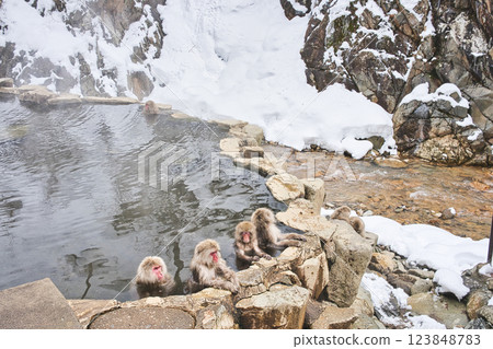 Monkey entering Jigokudani Onsen Monkey entering Jigokudani Onsen 123848783