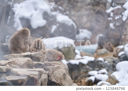 Monkey entering Jigokudani Onsen Monkey entering Jigokudani Onsen 123848798