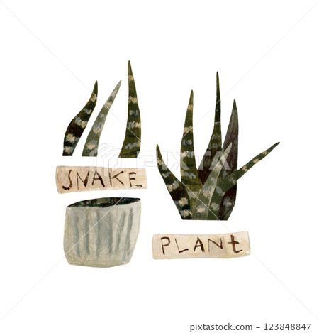 Snake plant hand drawn illustration set of pot, leaves and text plate. Color illustration of Sansevieria Trifasciata Laurentii. Interior plant. 123848847