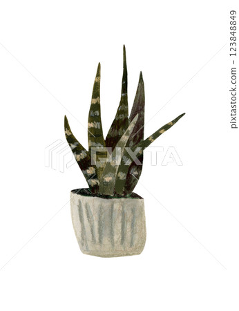 Snake plant hand drawn illustration. Color illustration of Sansevieria Trifasciata Laurentii. Interior plant. Snake plant hand drawn illustration. Color illustration of Sansevieria Trifasciata Laurentii. Interior plant. 123848849