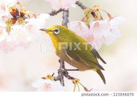 A Japanese white-eye resting on the branch of Atami winter cherry tree A Japanese white-eye resting on the branch of Atami winter cherry tree 123848870