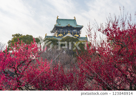 Osaka Castle Plum Grove: Plum blossoms in full bloom and Osaka Castle tower Osaka Castle Plum Grove: Plum blossoms in full bloom and Osaka Castle tower 123848914