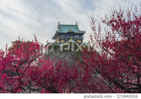 Osaka Castle Plum Grove: Plum blossoms in full bloom and Osaka Castle tower Osaka Castle Plum Grove: Plum blossoms in full bloom and Osaka Castle tower 123848916