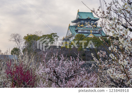 大阪城梅林:盛開的梅花與夜色中熠熠生輝的大阪城天守閣 大阪城梅林:盛開的梅花與夜色中熠熠生輝的大阪城天守閣 123848918