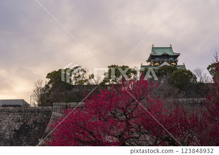 Osaka Castle Plum Grove: Plum blossoms in full bloom and the Osaka Castle tower shining in the evening light Osaka Castle Plum Grove: Plum blossoms in full bloom and the Osaka Castle tower shining in the evening light 123848932