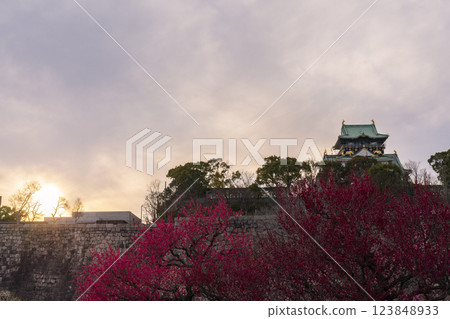 大阪城梅林：盛開的梅花與夜色中熠熠生輝的大阪城天守閣 123848933