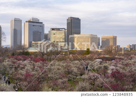 大阪城梅林：梅花盛開，夕陽映照下的大阪商務公園 123848935