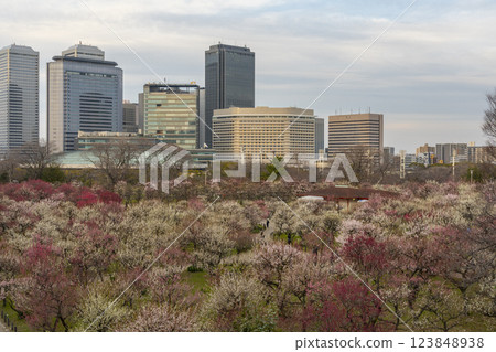 Osaka Castle Plum Grove: Plum blossoms in full bloom and Osaka Business Park illuminated by the setting sun 123848938