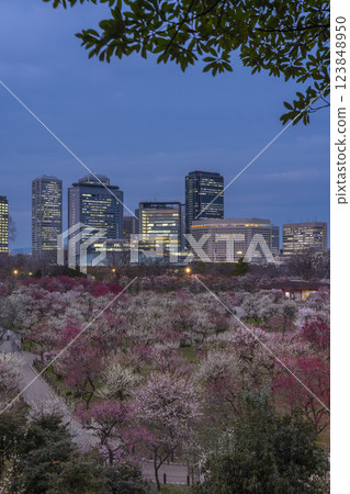 大阪城梅林夜景:盛開的梅花和大阪商務公園 大阪城梅林夜景:盛開的梅花和大阪商務公園 123848950