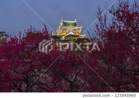 大阪城梅林夜景：盛開的梅花和大阪城天守閣 123848960