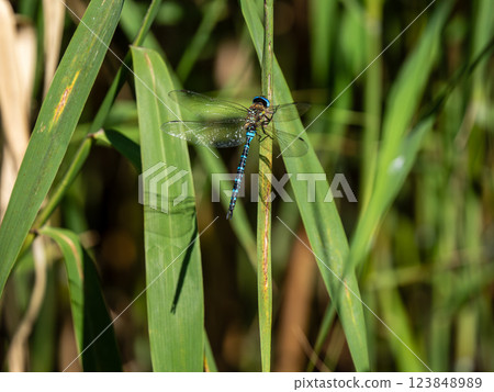 Madarajimma 123848989