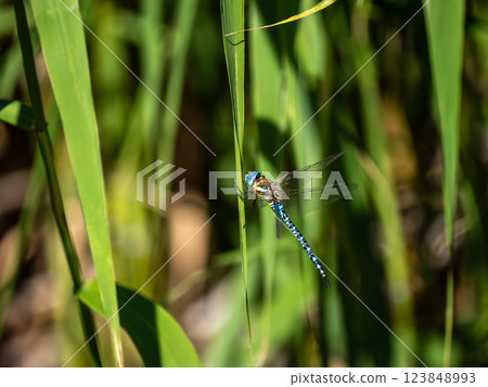 Madarajimma 123848993