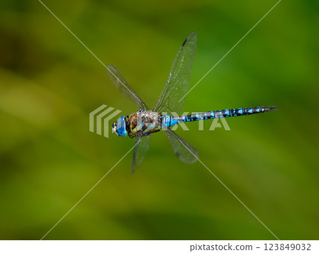 Madarayanma 123849032