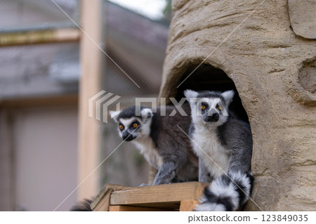 兩隻可愛的環尾狐猴並排站立 兩隻可愛的環尾狐猴並排站立 123849035