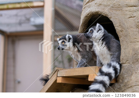 Two ring-tailed lemurs in their burrow 123849036
