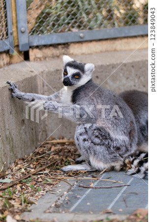 Profile of a ring-tailed lemur looking at the camera Profile of a ring-tailed lemur looking at the camera 123849043