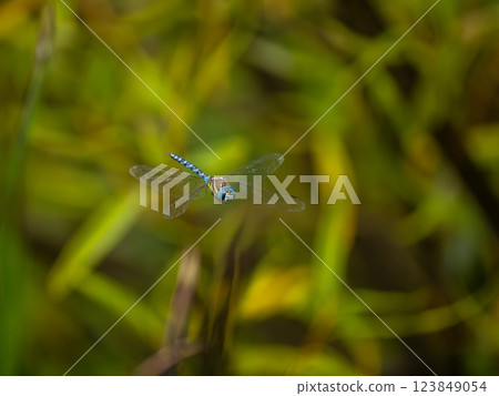 Madarayanma 123849054