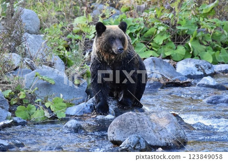 棕熊尋找鮭魚 123849058