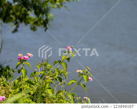 Lantana flowers blooming on the riverbed of the Yamato River Lantana flowers blooming on the riverbed of the Yamato River 123849107