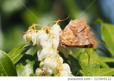 A northern admiral butterfly sucking nectar from a flower of Andromeda A northern admiral butterfly sucking nectar from a flower of Andromeda 123849112