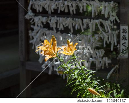Lilies blooming at the shrine and sacred lottery slips Lilies blooming at the shrine and sacred lottery slips 123849187