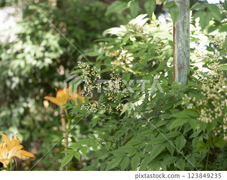 White southern flowers 123849235