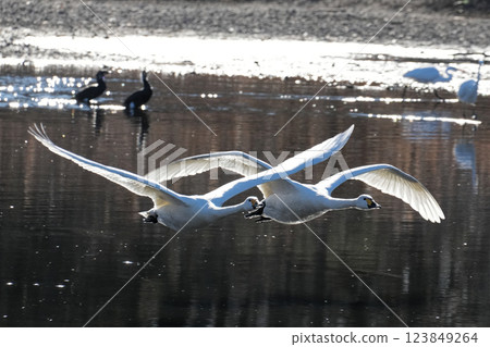 Swanning swan swan 123849264