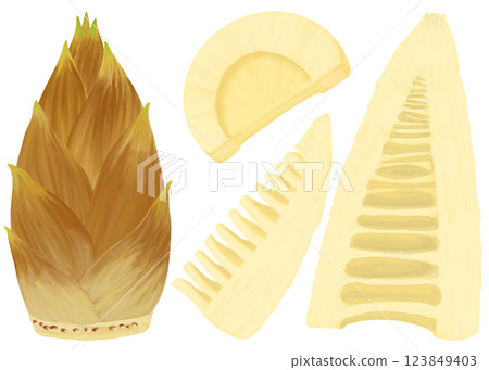 Illustration set of bamboo shoots with skin and peeled and cut bamboo shoots, seasonal vegetables, spring flavors Illustration set of bamboo shoots with skin and peeled and cut bamboo shoots, seasonal vegetables, spring flavors 123849403