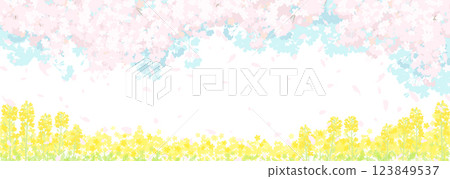 Cherry blossoms and spring sky, rapeseed field 123849537