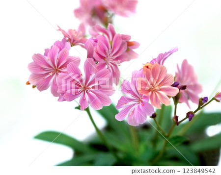 Lewisia in a pot 123849542