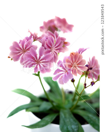 Lewisia in a pot 123849543