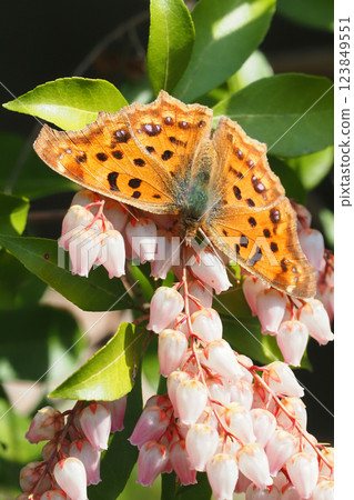 A northern admiral butterfly sucking nectar from a flower of Andromeda 123849551