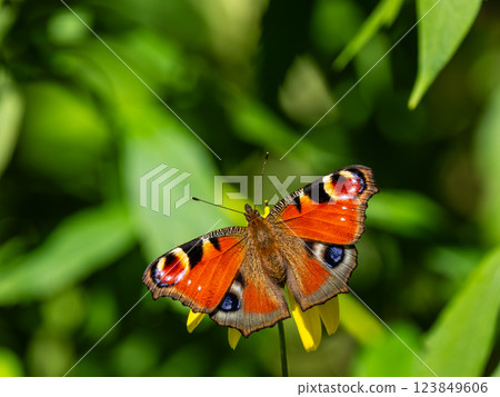 Peacock butterfly Peacock butterfly 123849606