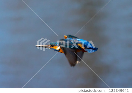 A kingfisher flying around the landscaped pond (boat pond) at Kawagoe Aquatic Park in Ikebe, Kawagoe City, Saitama Prefecture A kingfisher flying around the landscaped pond (boat pond) at Kawagoe Aquatic Park in Ikebe, Kawagoe City, Saitama Prefecture 123849641