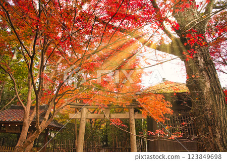 Beautiful autumn foliage in Kyoto - Image photo Beautiful autumn foliage in Kyoto - Image photo 123849698