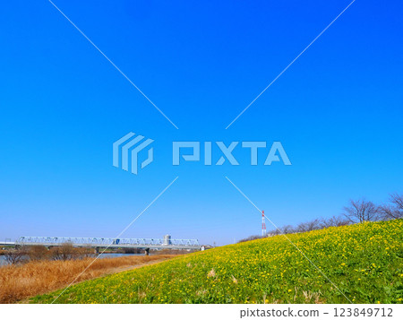 Spring view of the iron bridge and rape blossoms from the riverbed of the Konodai Edogawa River Spring view of the iron bridge and rape blossoms from the riverbed of the Konodai Edogawa River 123849712