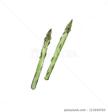 蘆筍插畫水彩風格 蘆筍插畫水彩風格 123849783