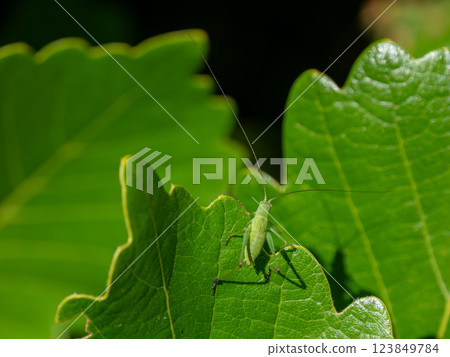 Grasshopper larva Grasshopper larva 123849784