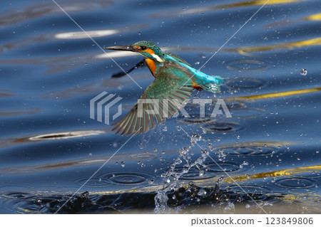 一隻翠鳥在埼玉縣川越市池部川越水上公園的景觀池（船池）中潛入水中捕捉小魚後浮出水面 123849806