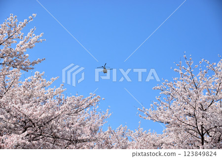 Disasters, wildfires, etc., large transport helicopter CH-47 Chinook 123849824