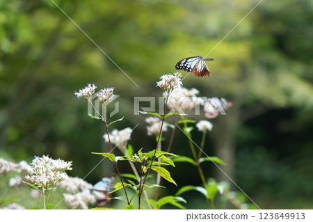 紫莖澤蘭花園,帝王蝶在此飛舞 紫莖澤蘭花園,帝王蝶在此飛舞 123849913