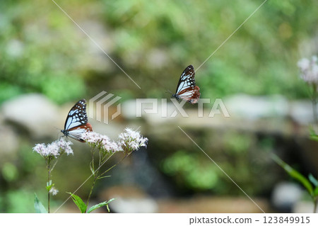 帝王蝶與紫莖澤蘭翩翩起舞的美麗景象 帝王蝶與紫莖澤蘭翩翩起舞的美麗景象 123849915
