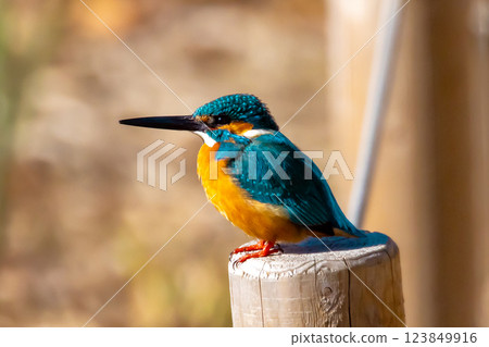 埼玉縣川越市池部川越水上樂園，秀惠池（船池）水邊棲息著翠鳥 123849916