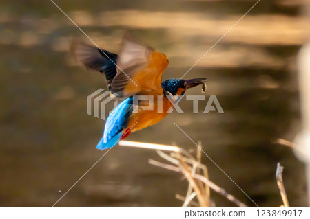 一隻翠鳥跳入埼玉縣川越市池部川越水上公園的景觀池塘(船池)中,嘴裡叼著一條小魚浮出水面 一隻翠鳥跳入埼玉縣川越市池部川越水上公園的景觀池塘(船池)中,嘴裡叼著一條小魚浮出水面 123849917