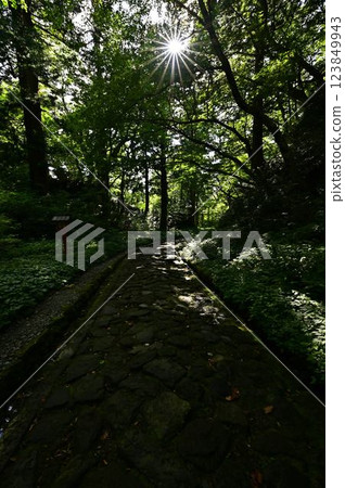 鮮綠的大神山神社 123849943