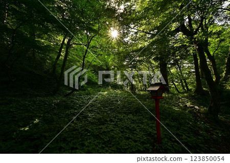 Ogamiyama Shrine with fresh greenery Ogamiyama Shrine with fresh greenery 123850054