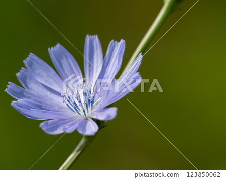 紫花 123850062
