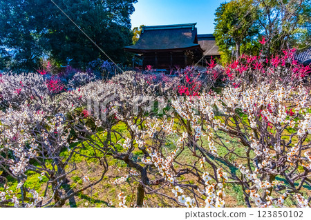 大阪府道明寺天滿宮的梅林 大阪府道明寺天滿宮的梅林 123850102